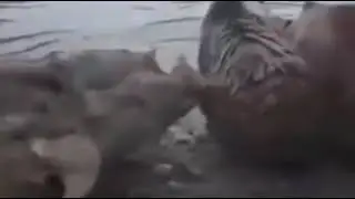 Ча - Борз