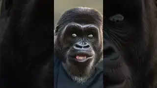 SOME DAYS #goodheart #good #heart #something #amen #somedays #funny #laugh #chimpanzee