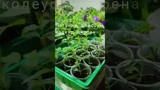 Готовим красоту для сада! #глэмпинг #отдых #цветущийсад  #даче #весна