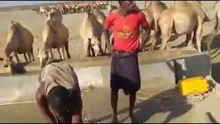 geel maxaa ka taqan
