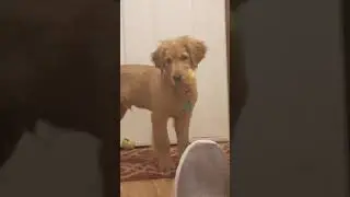 Ziggy one cute puppy ep.2
