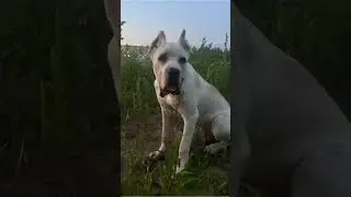 Кане-Корсо не обидит даже хомячка🤣🤣🤣