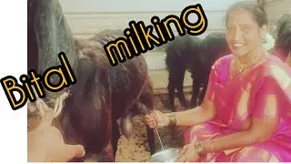 #Dhan  #milking