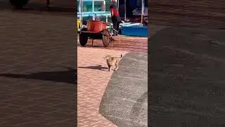 The Proud Walk 😸 || 