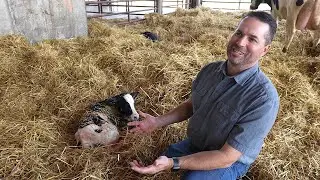 Modern Dairy Farming: Caring for Cows