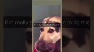 Memes for today #meme #memes #short #shorts #reels #funny #relatable #animals #trending #viral