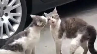 Gülməli pisikler