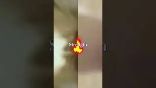 Pop Cat VS Monday Cat 🔥🔥🔥