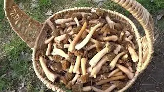 СМОРЧКОВАЯ ШАПОЧКА  (Verpa bohemica) Охота на грибы в приводних лесах - в конце марта 2023.