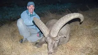 20 yr. Old Mid-Caucasian Tur - Combo Kuban Tur Hunt