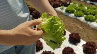 Unique Leaf Lettuces