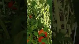 Paradajz