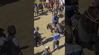 Яккабоғдан #Актам полвон Қахрамон бойни #Шер лақабли оти бн нор туя 🐫