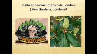 Visita ao Jardim Botânico de Londres ( Kew Gardens, London) 4.