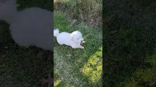 Coton De Tulear - Yard work