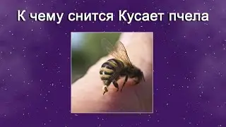 К чему снится Кусает пчела – толкование сна по Соннику