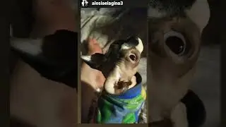 #кошка