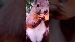 A cute baby squirrel eating carrot 😍🥰🥕🐿🐿
