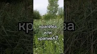 15 июля 2024 г.