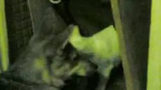 Собака и кошка