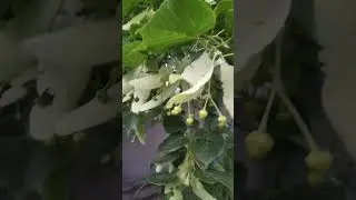 Белая акация - на выход, встречаем липу широколистую.