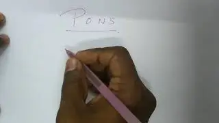 Internal feature of pons -1