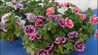 Ampel terry petunia Sweet Sunshine.