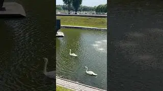 Лебеди 