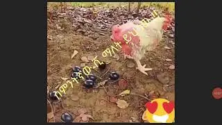 Short miracle
