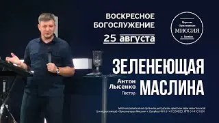 Зеленеющая маслина | Антон Лысенко | #цхм