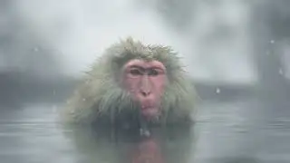 Snow Monkeys of Nagano | Lumix GH6 - 4K Cinematic