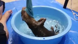 【水獭】一只怕水的嘤嘤怪，看到水满脸惊恐