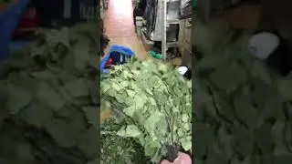 Березовые веники для бани и сауны