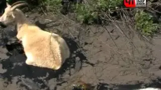 ЗАЛИПШИЕ КОЗЫ.