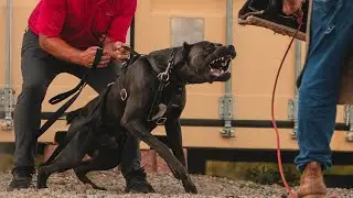 BallisticK9 Training Video