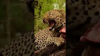 Happy Leopard