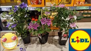 ARRIVAGE LIDL 2 JUIN 2023