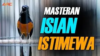 MURAI BATU GACOR  PANCINGAN AMPUH MURAI BATU AGAR BUNYI GACOR EMOSI