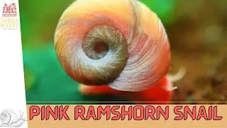 Introduction to PINK RAMSHORN SNAIL: Care Guide & Tips! (Planorbella duryi)