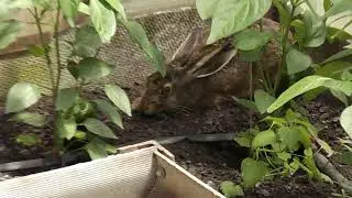 Незванный гость вернулся на следующий день.