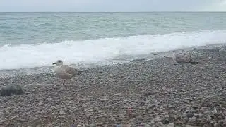 Нашествте чаек в Гурзуфе... Берегитесь😀