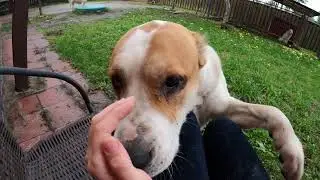 RUSSIAN or IMPORTED VACCINE || WHAT TO DO A DOG?