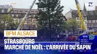 Le sapin arrive pour le marché de Noël à Strasbourg