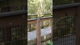 A LAZY SQUIRREL and an ACTIVE SQUIRREL      