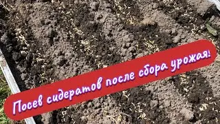 Посев сидеритов после уборки урожая!