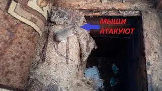 🐝Мыши атакуют пасеку. Что делать?🍯