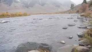 Huge pod of trout on the Madison October 13th
