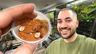 HATCHING TINY GECKOS IN MY NEW REPTILE ROOM!