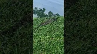 кто живёт в азиатском парке? 