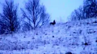 Охотничье угодье  Шаройского района Касули зимой на подкормке !!